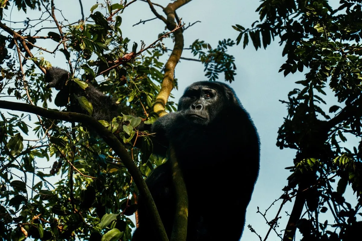 Bwindi Impenetrable National Park — Uganda wildlife safari destination