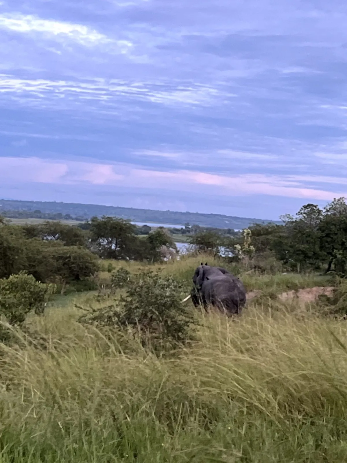 Gorillas & Wildlife Safari — 5 Days — Uganda safari
