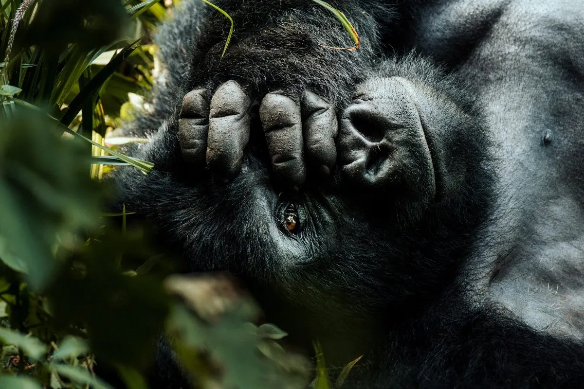 Kigali Gorilla Express — 3 Days — Uganda safari