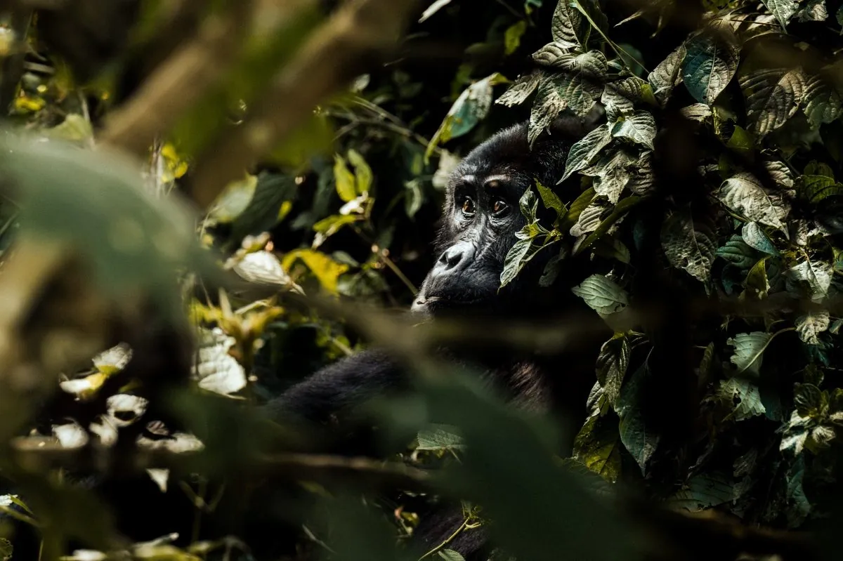 Gorillas & Chimps — 4 Days — Uganda safari