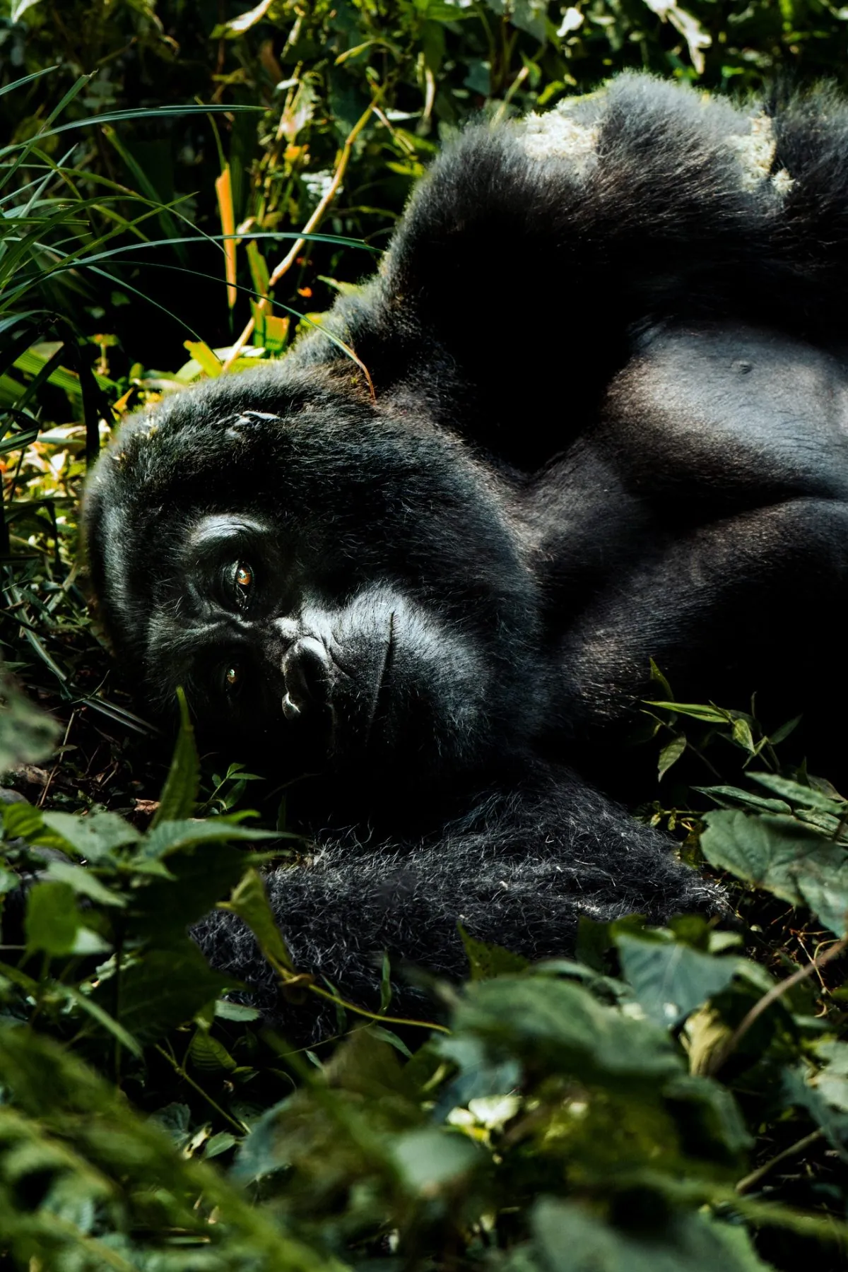 Gorilla Encounter — 3 Days — Uganda safari