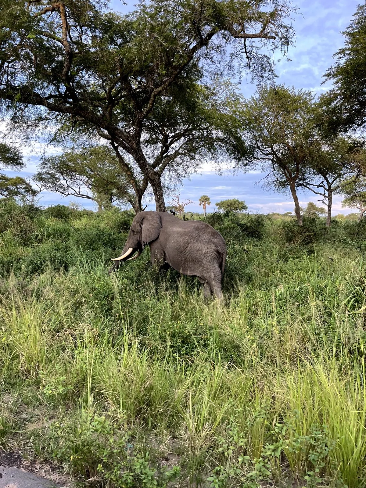 Queen Elizabeth National Park — Uganda wildlife safari destination